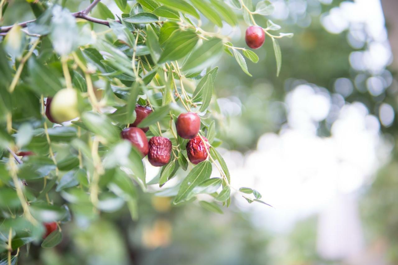 Almond Trees Cottage Divarata ภายนอก รูปภาพ